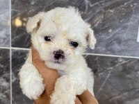 Orjinal kar beyaz bichon frise yavrular 