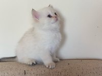 Dünyalar güzeli British Shorthair yavrular