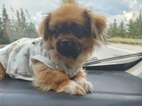 Pekinez köpeğimi sahiplendireceğim ücretsiz