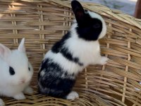 Hollanda cüce tavşanlar (netherland dwarf)