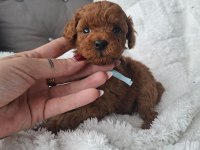 Toy Poodle Yavrularımız Aşılı Mikroçipli