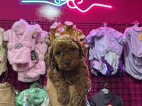 RED BROWN TOY POODLE SON YAVRULAR
