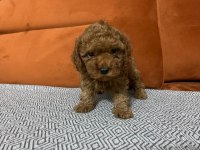 Bebeklerimiz ırk garantili toy poodle