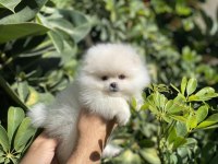 İTHAL POMERANİAN BEBEKLER