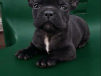 A kalite french bulldog yavrular