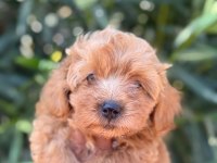 Maltipoo cins yavru