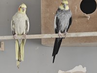 Sağlıklı yavru veren genç takım sultan papağanlar