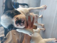 French bulldog 60 günlük mama yiyor 2 dişi 1 erkek yavru
