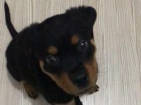 70 günlük rottweiler