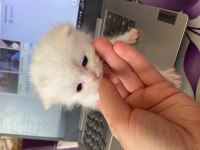 MERSİN SCOTTİSH FOLD BRİTİSH SHORTHAİR KEDİ