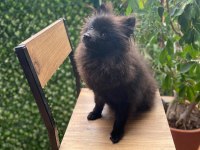 Pomeranian spitz 0 numara