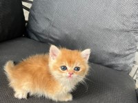 Show Kalite Orange British Shorthair