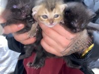 YAVRU KEDİLERİMİZ SAHİPLENDİRİLECEK