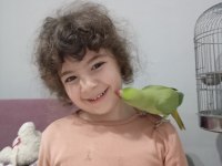 Pakistan papağanımız 1 yaşında