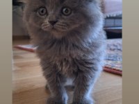 SCOTTİSH FOLD YAVRU KEDİMİZ YENİ SAHİBİNİ BEKLİYOR