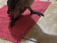Jako bebek papağanımız