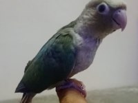 EL BESLEME KONUR BEBEK