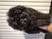 3 Aylık Anne Altından Poodle Yavrular