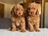 Çiftlikten Poodle Yavrularımız Dişi Ve Erkek