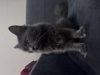 ücretsiz 6 aylık british longhair