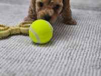 Toy Poodle 3 Aylık