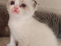British Shorthair Fold Bicolor