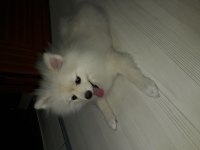 Pomeranian boo 7 aylık