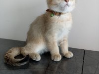 British shorthair golden erkek