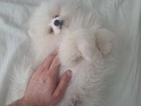 4 aylık akıllı pomeranian