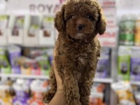 Toy poodle miniklerimiz için arayabilirsiniz