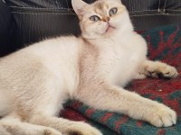 British shorthair ny1133 dişi 1.5 yaşında