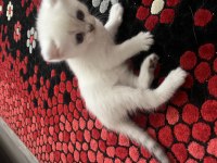 Scottish fold 45 günlük