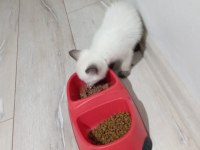 Erkek yavru kedimiz