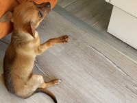 Şivava varsa daha iyisi o da annesi