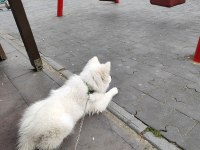 Samoyed dişi 1,5 yaşında