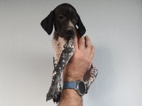 Puanter bebek köpeğimiz