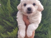 Maltipoo erkek bebeklerimiz