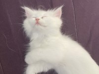 British longhair shorthair dişi ve erkek