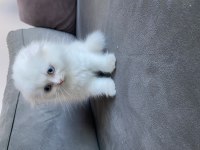 Saf kan şecereli 50 günlük erkek ve dişi scottish fold