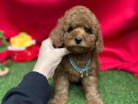 Sevimli Toy Poodle Yavrularımız