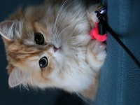 British longhair dişi kedimiz