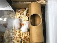 Gonzales hamster 1 aylık yavrular