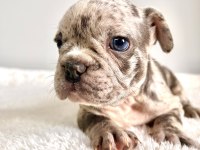 Renkli Gözlü Irk Garantili Yavrularım French Bulldog