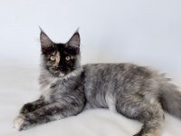 XL Mainecoon Yavruları
