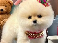 Beyaz Renk ayı surat pomeranian boo 2 aylık dişi yavru