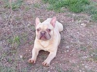 1 yaşında lilac tan plat erkek french