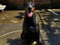 Safkan iri yapılı doberman
