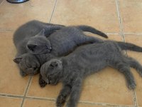 Scottish fold ve british shorthair yavrular