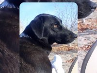 Borador cins köpeğimiz dişi sahiplendirmek istiyorum
