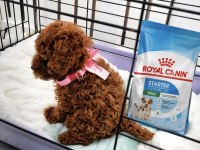 Orjinal Toy Poodle Garantili Ev Üretimi